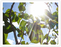 Benefits of Natural Light