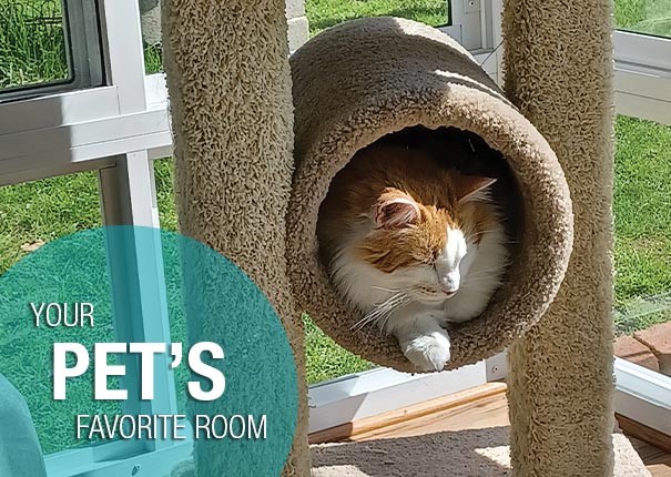 Create your perfect room for pets