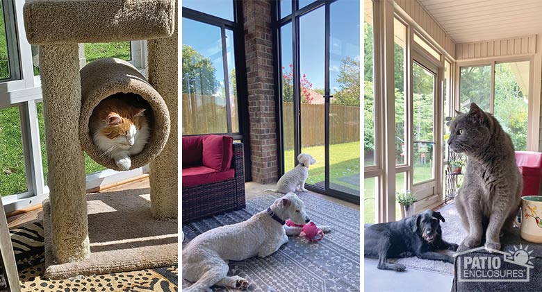 Collage of 3 images: cat sleeping in the sun in a cat tree; 2 white poodles in a sunroom; black dog & gray cat in a sunroom.