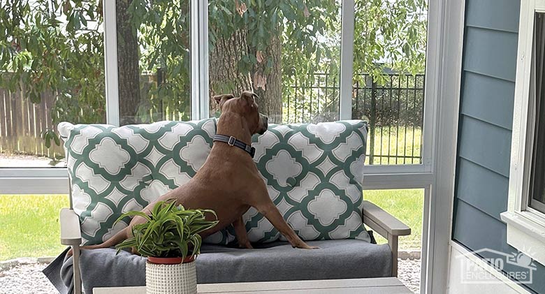 Collage of 3 images:Brown medium-sized dog peering over the back of a loveseat to look out the window of a glass patio enclosure.