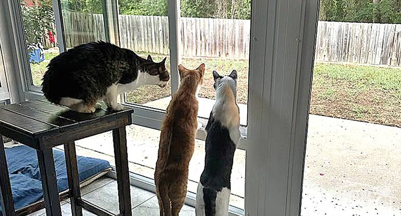 Three cats looking out the windows of a glass patio enclosure sunroom, two standing and one sitting on a table.