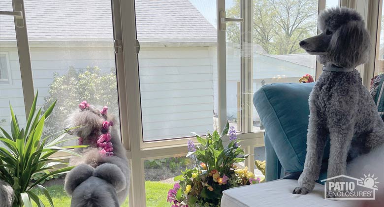 Two gray standard poodles, one standing, one sitting on a sofa, both looking out the windows of a glass porch enclosure.