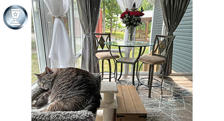 A vase of roses on a table with two chairs in the background, and a cat sleeping on a cat tree in the foreground.
