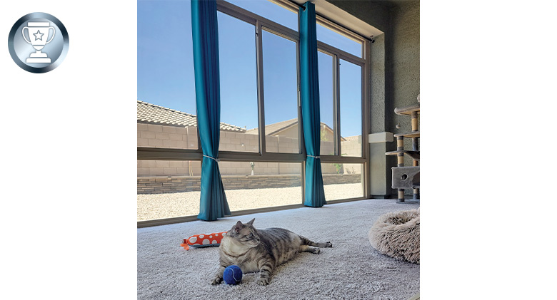 A cat laying in a carpeted sunroom with blue curtains. The cat has a blue ball and another orange toy behind it.