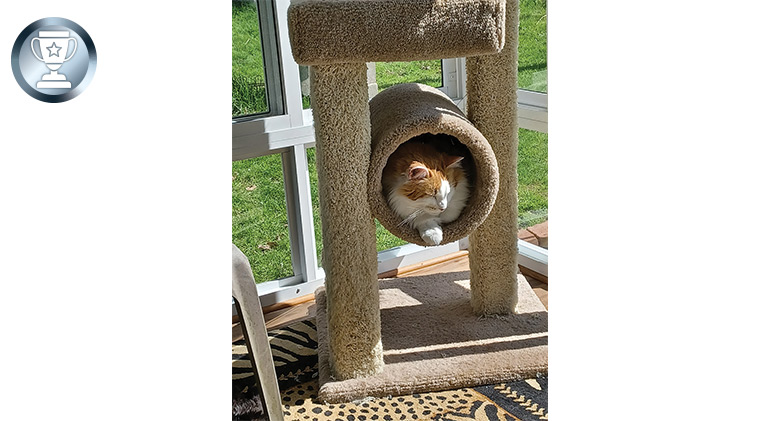 An orange and white cat sleeping in the tunnel on a cat tree, enjoying the sun in his face.