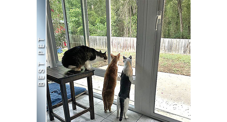 Three cats looking out the glass of a sunroom, two standing with paws on the window and one on a table behind them.