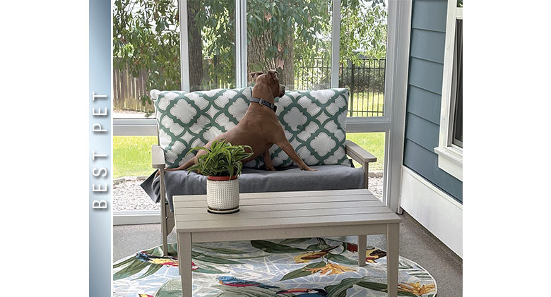 A brown dog seated on a loveseat in a sunroom peering over the back of the cushion to see out the window.