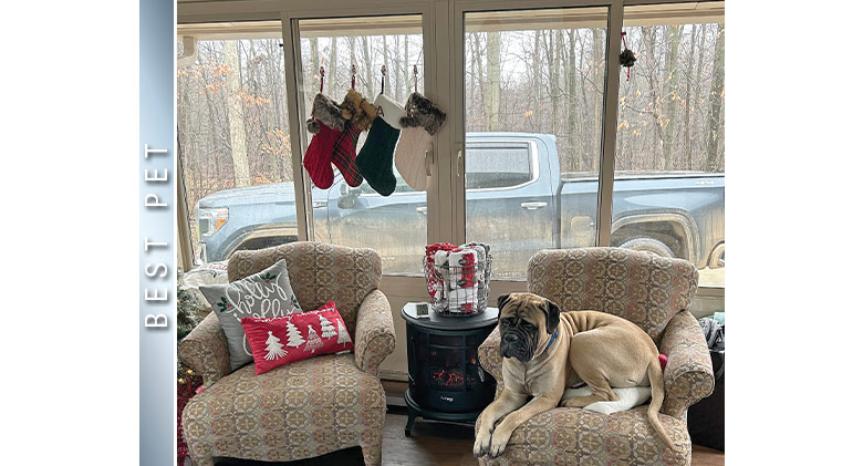 A large tan mastiff lying on an upholstered chair that is too small for him in a glass patio enclosure with holiday décor.