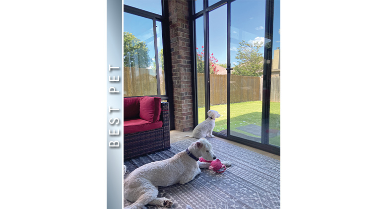 A small white poodle looking out the glass door of a sunroom with a larger white dog lying on the rug behind it.