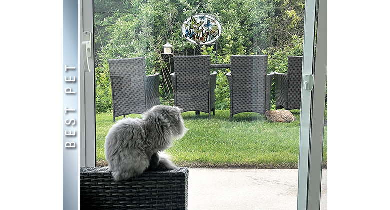 A long-hired gray cat sitting on an end table in a sunroom watching a woodchuck near a table and chairs in the backyard.