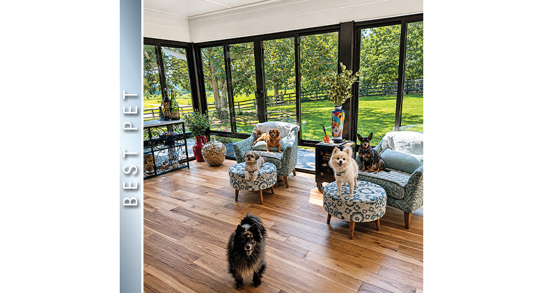 Best Pet Photo: Five small dogs in a three-season patio enclosure, one on the floor and four on various chairs &
ottomans.