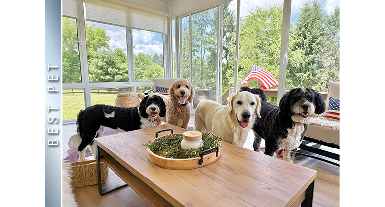 Best Pet Photo: Three large dogs of different breeds and colors in a glass sunroom with American flag in background.
