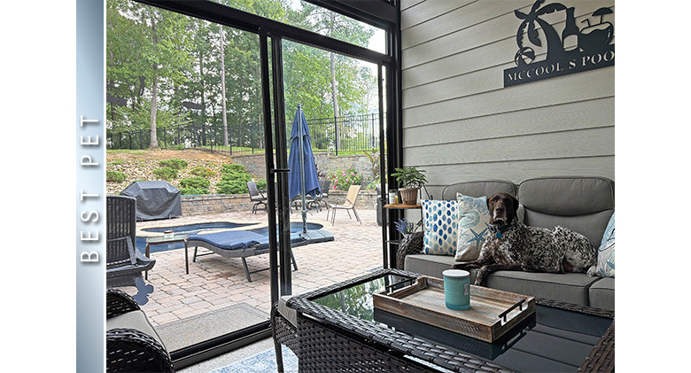 Best Pet Photo: A large brown and white spotted dog reclining on a gray sofa in a three-season patio enclosure.

