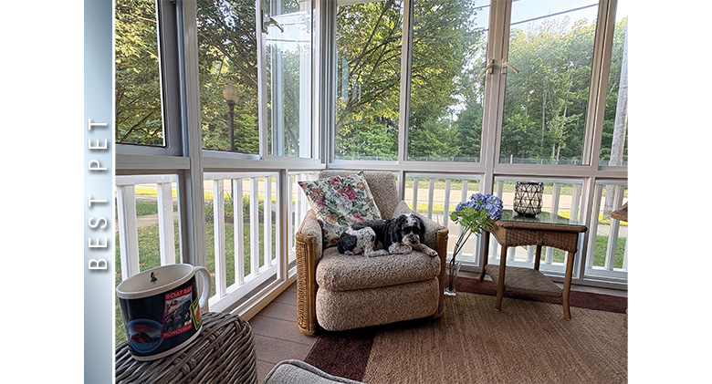 Best Pet Photo: A black, white, and gray dog with curly fur on a chair in a three-season sunroom.

