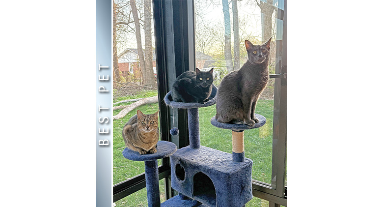 Best Pet Photo: Three cats on a cat tree in a three-season sunroom, one gray, one black, one tabby.

