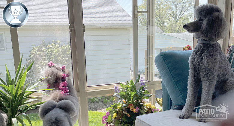 Two gray standard poodles look out sunroom windows, one standing, one sitting tall on a sofa with its feet on an ottoman.