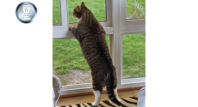 From behind, we see a gray tabby cat with white 
