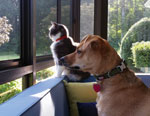 Pet-Friendly Sunroom