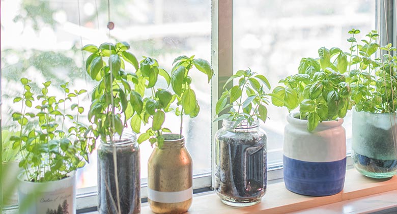 Herbs, potted in various containers, lined up on a windowsill.