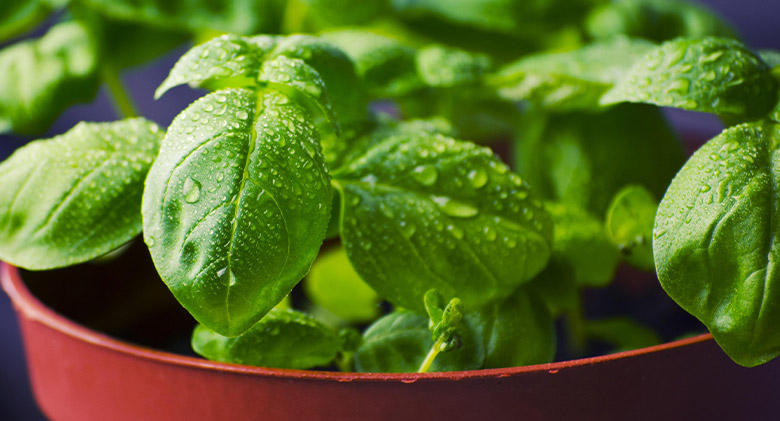 Image of two hands planting a seedling in a small pot. Pots filled with soil and potting soil in the background.