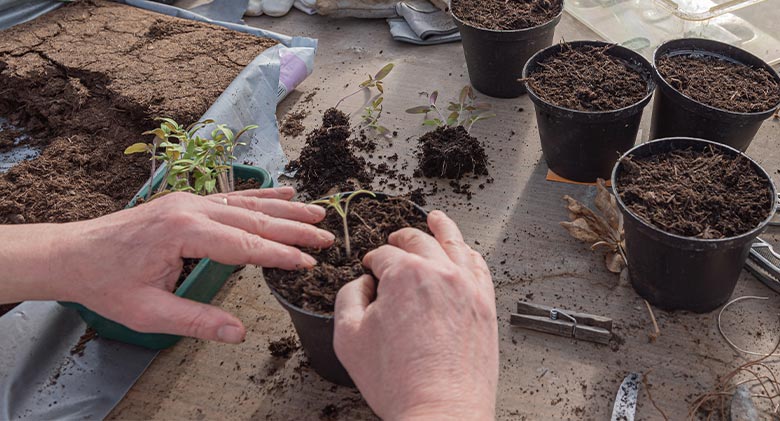 Image of two hands planting a seedling in a small pot. Pots filled with soil and potting soil in the background.