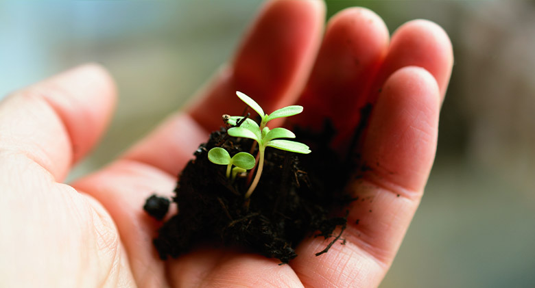 Three seedlings in a clump of potting soil in an outstretched hand.