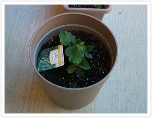 How to grow an herb garden indoors.