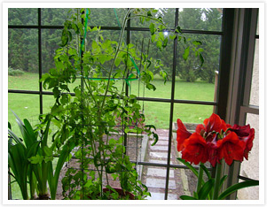 bring in plants for winter