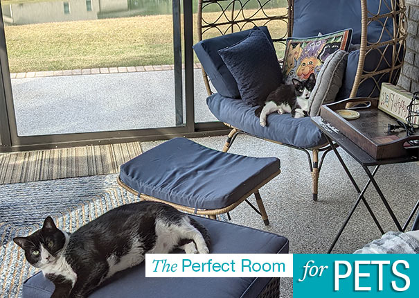 Create your perfect room for pets